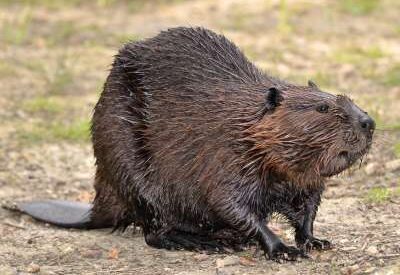 Beaver on land near water, showing its brown fur, flat tail, and strong front teeth