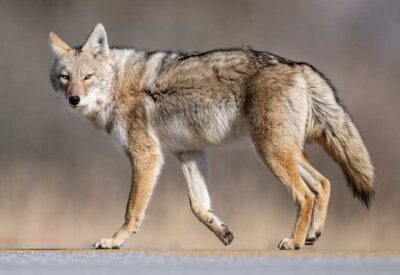 Coyote crossing a road in a residential area during daylight hours