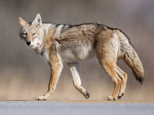 Coyote crossing a road in a residential area during daylight hours