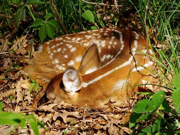 Baby fawn peacefully sleeping in green grass, with its eyes closed and small ears alert