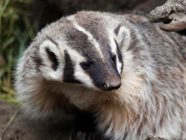 Close-up of an American badger’s face showing its black-and-white striped markings and coarse fur
