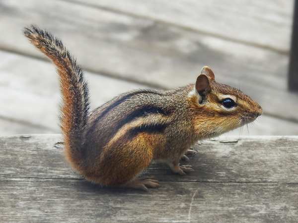 Close-up of a chipmunk showing it's striped pattern on its back and black-brown fur
