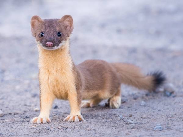 Close-up view of a long-tailed weasel with brown fur and creamy belly and legs.