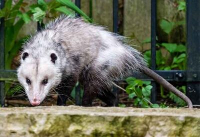 possum