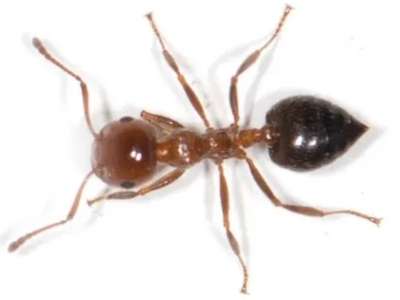 Close-up of an acrobat ant with a heart-shaped abdomen raised over its thorax and a dark, glossy body.