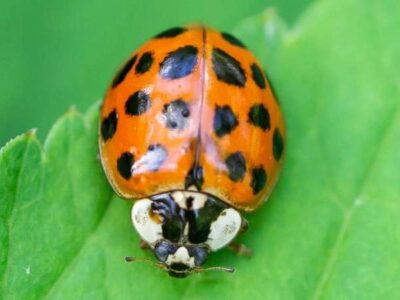 Asian Lady Beetle Close-up of an Asian lady beetle showing an orange-red oval body with black spots, a white face with black markings, and smooth, dome-shaped wing covers.