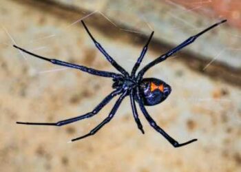 Close-up view of a black widow spider highlighting its glossy black body, long legs, and distinctive red hourglass marking on the abdomen.
