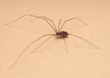 Close-up view of a cellar spider displaying its tiny pale body and extremely long, delicate legs.