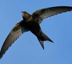 Chimney swift flying through the air with wings spread