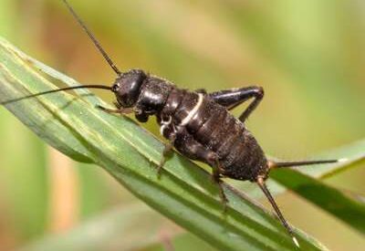 Close-up view of a house cricket showing long antennae, jointed legs, and dark segmented body with fine surface texture.