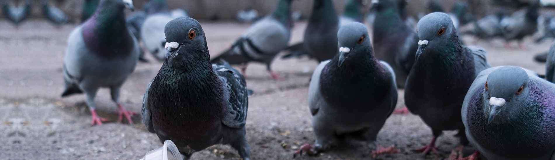 Get rid of nuisance birds with professional bird control services in Milwaukee, Waukesha, and southeastern Wisconsin.