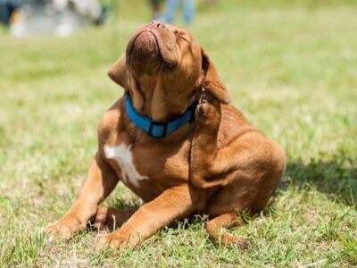 Dog scratching its side due to flea infestation, showing irritated behavior caused by biting fleas.