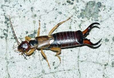 Close-up view of an earwig showing elongated brown body, segmented abdomen, long antennae, and curved pincers.