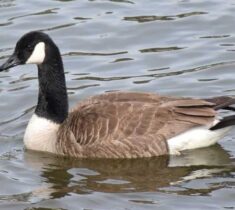Canada goose swimming calmly in a pond