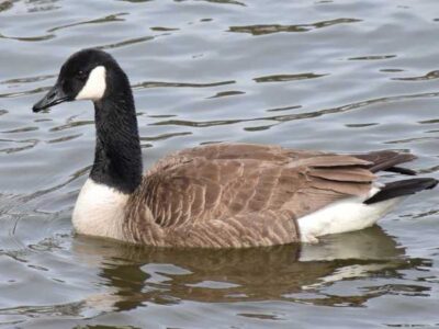 Goose Identification Canada goose swimming in a pond.