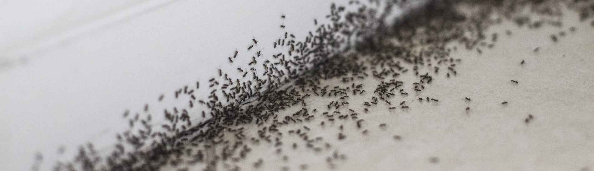 Ant control and extermination services in Milwaukee, Waukesha, and southeastern Wisconsin.