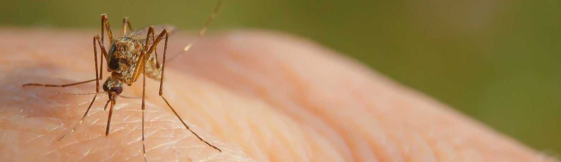 Mosquito control and lawn treatments in Milwaukee, Waukesha, and southeastern Wisconsin.