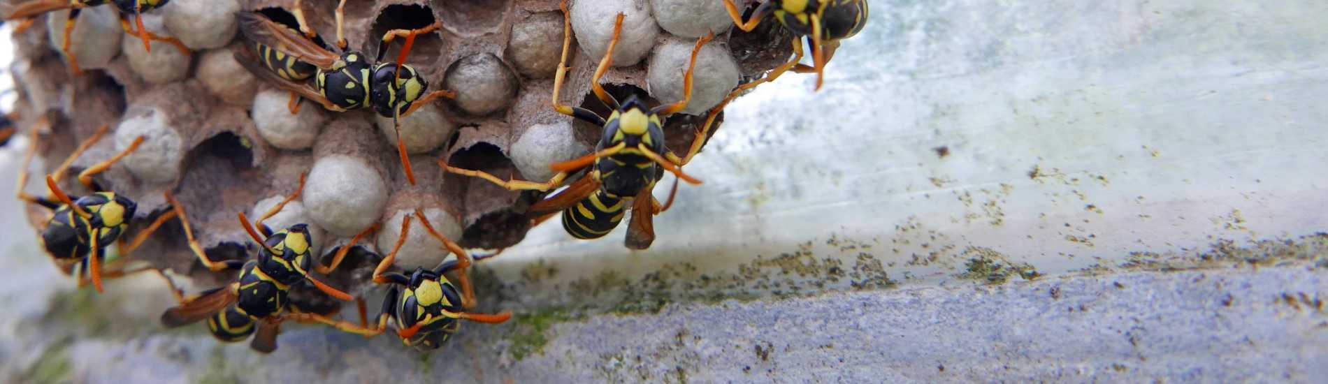 Wasp control and wasp nest removal services in Milwaukee, Waukesha, and southeastern Wisconsin.