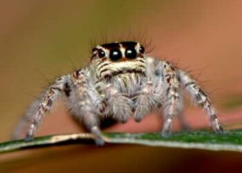 Close-up view of a jumping spider highlighting its compact body, fuzzy appearance, short legs, and large forward-facing eyes.