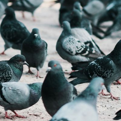 Get rid of nuisance birds with professional bird control services in Milwaukee, Waukesha, and southeastern Wisconsin.