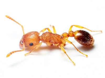 Pharoah Ants Close-up of a pharaoh ant showing its small size, light yellow to amber coloring, and segmented antennae.