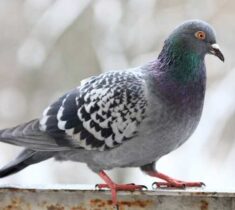 Pigeon perched on a building window ledge in an urban area