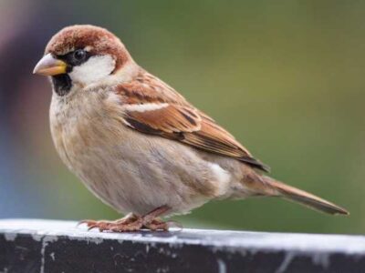 Sparrow Sparrow perched on a backyard bird feeder eating seeds
