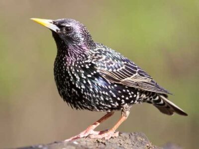 Starling perched on a rocks, showing off its glossy, speckled plumage.