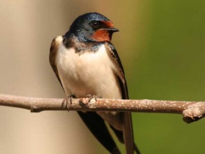 Swallow Identification Swallow perched on a tree branch with wings folded.
