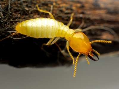 How to Identify a Termite Close-up view of a termite showing soft pale body, straight antennae, and segmented abdomen.