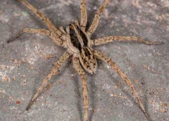 Close-up view of a wolf spider showing its large, hairy brown body, robust legs, and prominent forward-facing eyes.