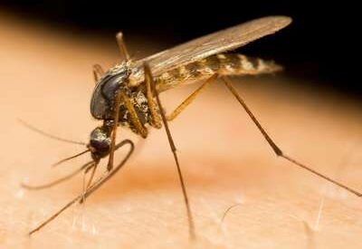 Close-up of a mosquito piercing human skin with its long proboscis, drawing blood while its thin legs rest on the surface and its translucent wings extend behind its body.