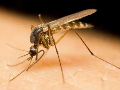 Close-up of a mosquito piercing human skin with its long proboscis, drawing blood while its thin legs rest on the surface and its translucent wings extend behind its body.