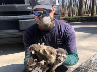 baby-raccoon-removal