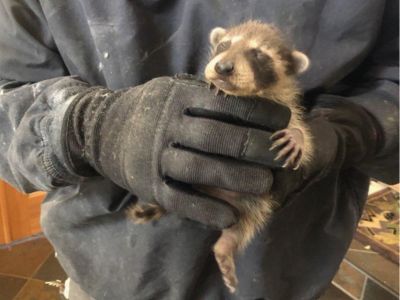 Close-up of a newborn raccoon with eyes closed, showing soft fur and tiny facial features.