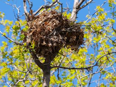 A squirrel leaf nest, also called a drey, built high in the branches of a tree using leaves and twigs